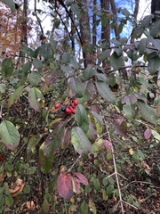 Viburnum prunifolium