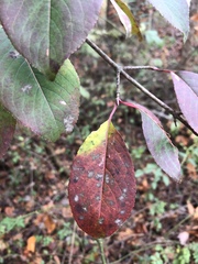 Viburnum prunifolium