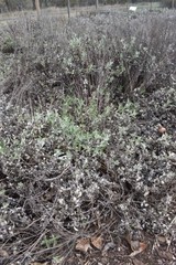Eriophyllum lanatum lanatum