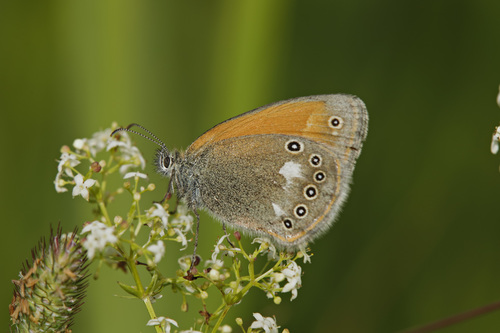 Tamsusis Satyriukas nuotrauka