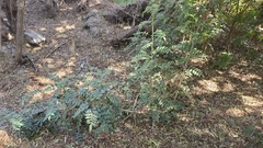 Schinus terebinthifolia