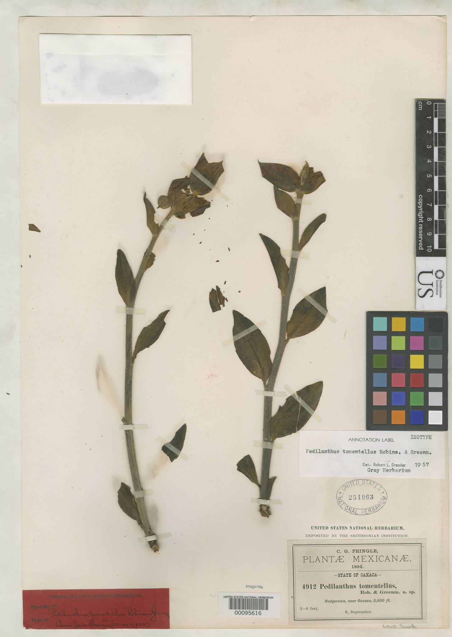 Euphorbia cyri