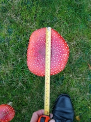 Amanita muscaria