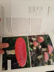 Amanita muscaria