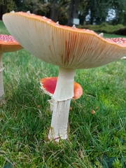 Amanita muscaria