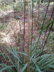 Saccharum baldwinii