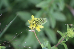 Dalea lutea