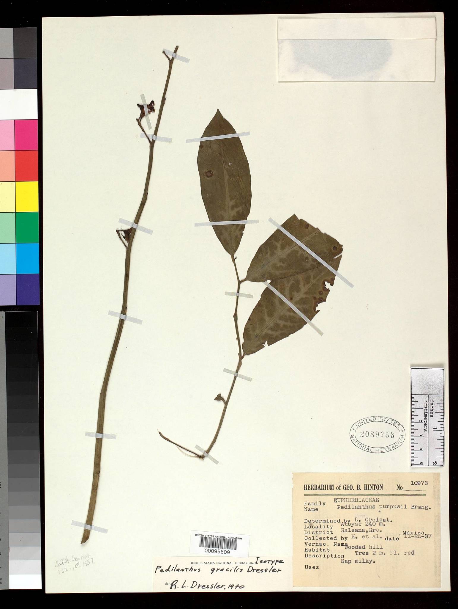 Euphorbia dressleri