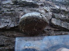 Spongipellis spumeus