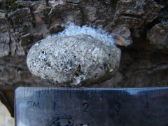 Spongipellis spumeus