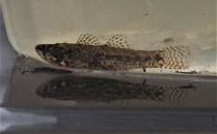Etheostoma microperca