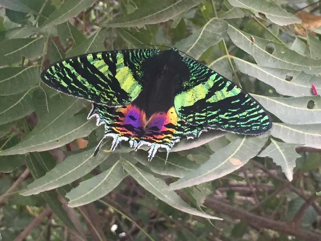 East African sunset moth