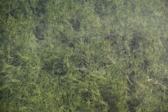 Chara corfuensis