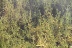 Chara corfuensis