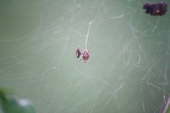 Neospintharus trigonum