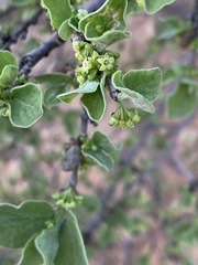 Afrocanthium gilfillanii