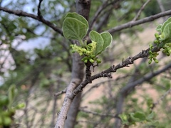 Afrocanthium gilfillanii