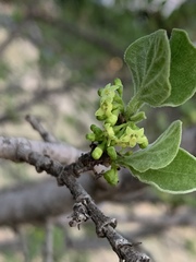 Afrocanthium gilfillanii