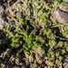 Chara vulgaris gymnophylla - Photo 由 Богданович Светлана 所上傳的 (c) Богданович Светлана，保留部份權利CC BY-NC