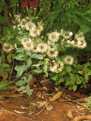 Porophyllum ruderale