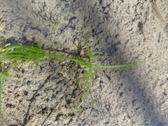 Chara corfuensis