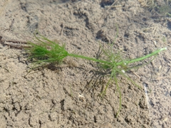 Chara corfuensis