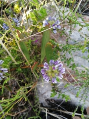 Psoralea fruticans