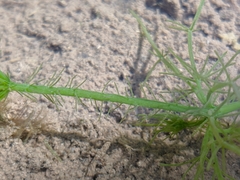 Chara corfuensis