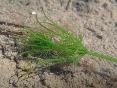 Chara corfuensis
