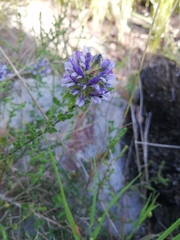 Psoralea fruticans