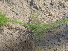 Chara corfuensis