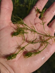 Chara corfuensis