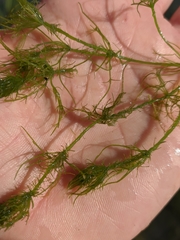 Chara corfuensis