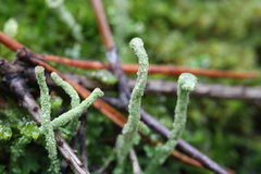 Cladonia