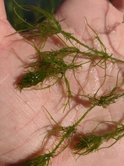 Chara corfuensis
