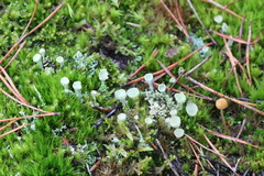 Cladonia