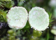 Cladonia
