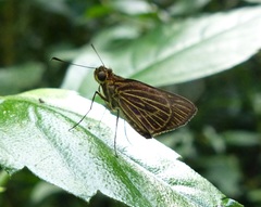 Parphorus decora