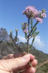 Agathosma cerefolium