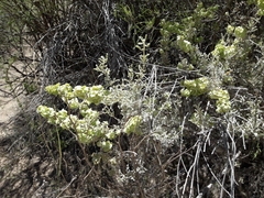 Atriplex lampa