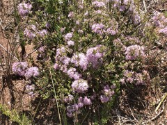 Agathosma cerefolium