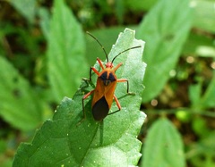Hypselonotus bitrianguliger
