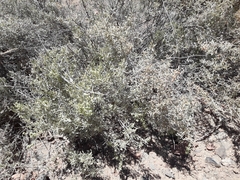 Atriplex lampa