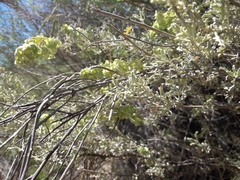 Atriplex lampa