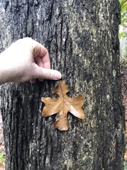 Quercus stellata