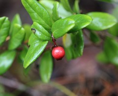 Vaccinium vitis-idaea