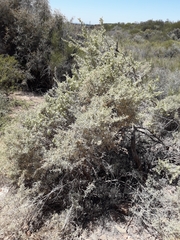 Atriplex lampa