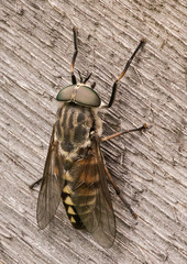 Tabanus autumnalis