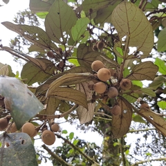 Hampea appendiculata