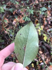 Viburnum prunifolium